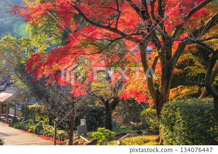 Atami Plum Garden, the best time to see the autumn leaves 134076447