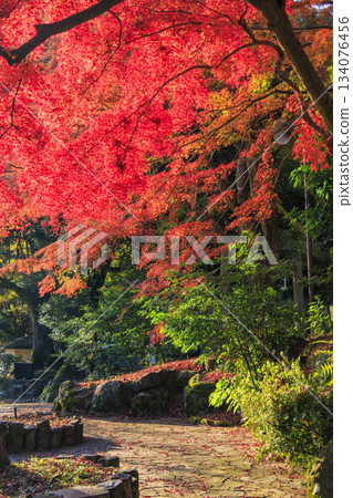 Atami Plum Garden, the best time to see the autumn leaves 134076456