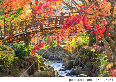 Atami Plum Garden, the best time to see the autumn leaves Atami Plum Garden, the best time to see the autumn leaves 134076461