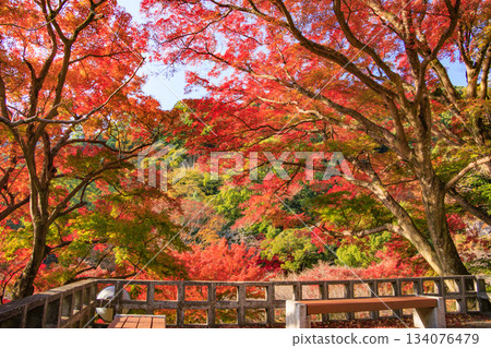 Atami Plum Garden, the best time to see the autumn leaves 134076479