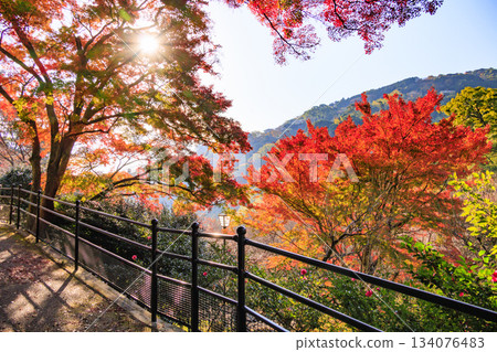Atami Plum Garden, the best time to see the autumn leaves Atami Plum Garden, the best time to see the autumn leaves 134076483
