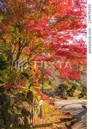 Atami Plum Garden, the best time to see the autumn leaves Atami Plum Garden, the best time to see the autumn leaves 134076484