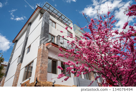 Himalayan cherry blossom (or Sakura) flowers blooming in downtown of Lijiang, China. 134076494