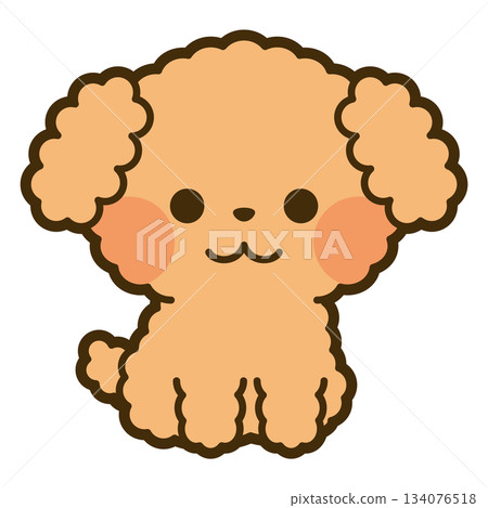 Toy poodle sitting Toy poodle sitting 134076518