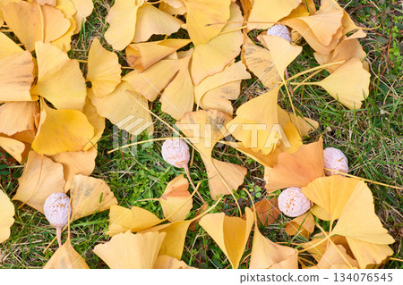 Ginkgo leaves and ginkgo nuts texture 134076545