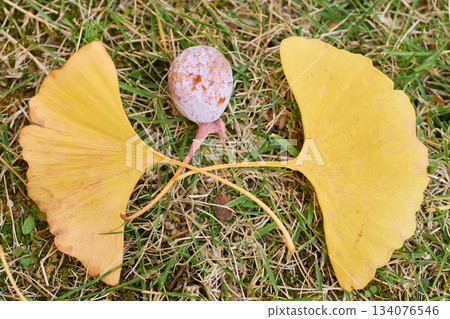 Ginkgo leaves and ginkgo nuts texture 134076546