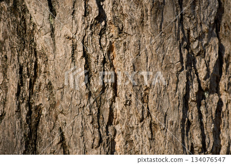 Three-dimensional texture of ginkgo bark Three-dimensional texture of ginkgo bark 134076547