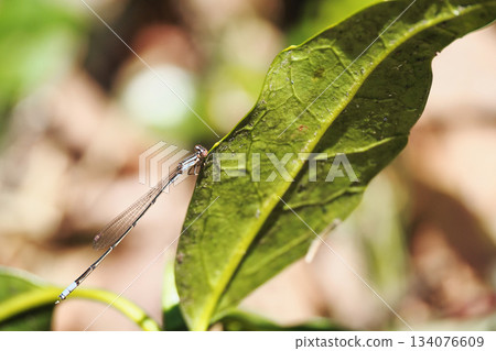 A male slender-tailed damselfly after wintering A male slender-tailed damselfly after wintering 134076609