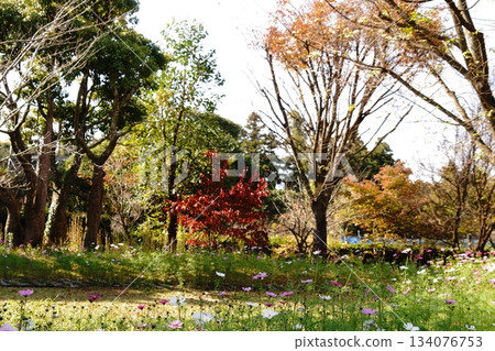 Autumn leaves and autumn cherry Autumn leaves and autumn cherry 134076753
