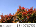The autumn leaves stand out against the blue sky 134076755