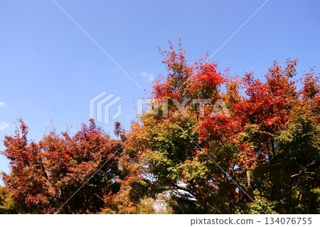 秋葉在藍天的映襯下格外醒目。 134076755