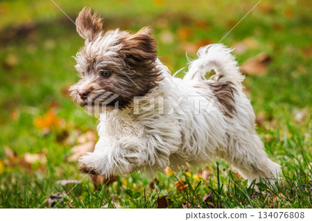 Fluffy Havanese puppy running playfully on green grass with autumn leaves in a park 134076808