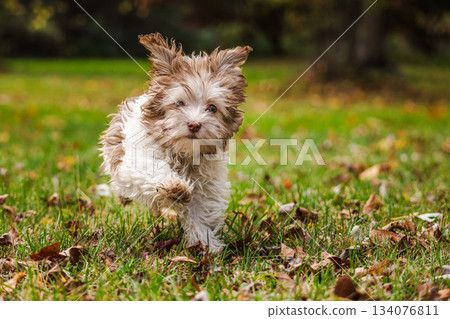 Adorable Havanese puppy running toward the camera on grass with autumn leaves in a sunny park 134076811