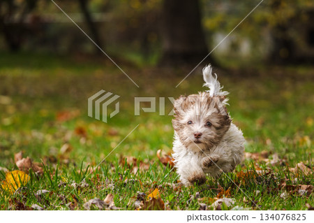 Cute Havanese puppy running on green grass with autumn leaves in a sunny park Cute Havanese puppy running on green grass with autumn leaves in a sunny park 134076825