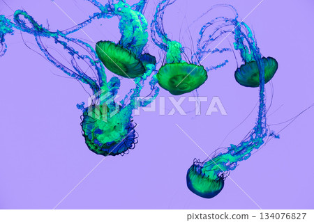jellyfish, monochrome, black and white, marine, ocean, underwater, sea, aquatic, wildlife, nature, tentacles, abstract, flowing, movement, underwater life, marine animal, sea creature, biology jellyfish, monochrome, black and white, marine, ocean, underwater, sea, aquatic, wildlife, nature, tentacles, abstract, flowing, movement, underwater life, marine animal, sea creature, biology 134076827