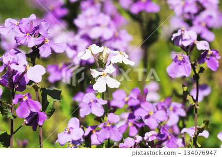 村崎花那花(白花) 村崎花那花(白花) 134076947