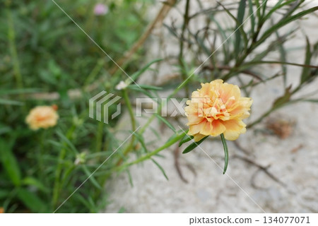 Beautiful orange portulaca oleracea flower in the garden with nature background. 134077071