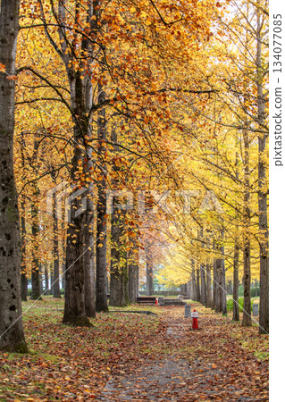 秋季的縣立綜合體育公園 134077085