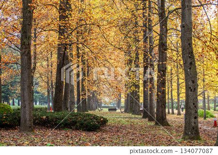 秋季的縣立綜合體育公園 134077087