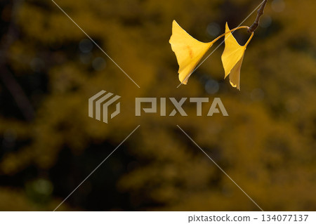 Ginkgo tree branches and leaves against a yellow background Ginkgo tree branches and leaves against a yellow background 134077137