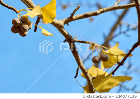 秋季成熟的銀杏果 134077139