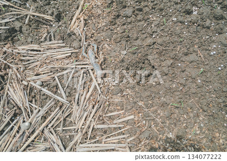 水稻種植前生活在稻田裡的螯蝦 水稻種植前生活在稻田裡的螯蝦 134077222