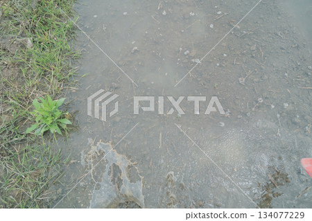 稻田 傳播 水稻 134077229