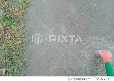 稻田 傳播 水稻 134077230