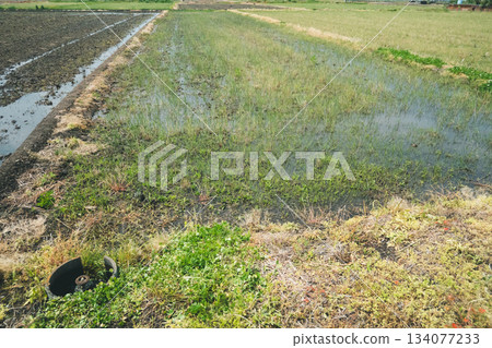 paddy field, rice field, paddy 134077233