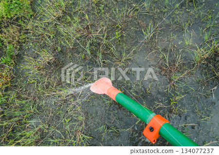 paddy field, rice field, dissemination 134077237