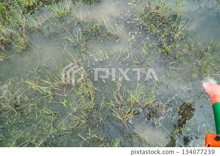 paddy field, rice field, dissemination 134077239