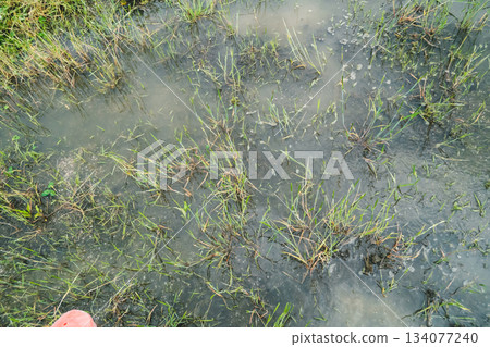 paddy field, rice field, dissemination 134077240