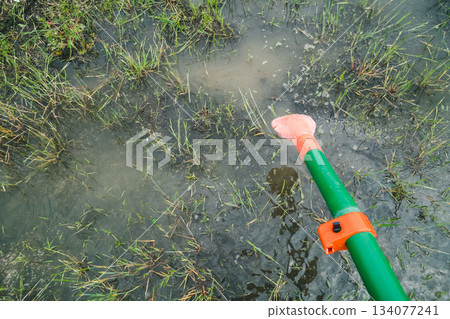 paddy field, rice field, dissemination 134077241