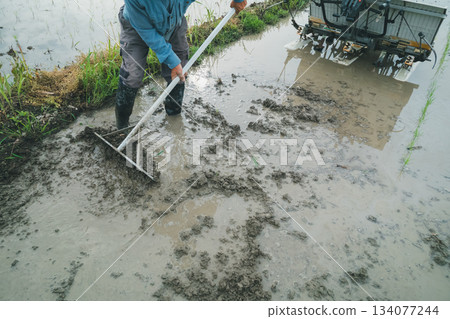 水稻種植 水稻 稻株栽培 134077244