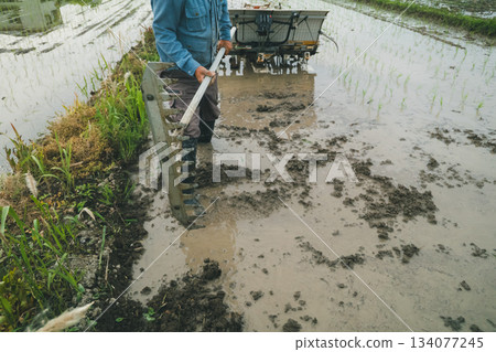 水稻種植 水稻 稻株栽培 134077245