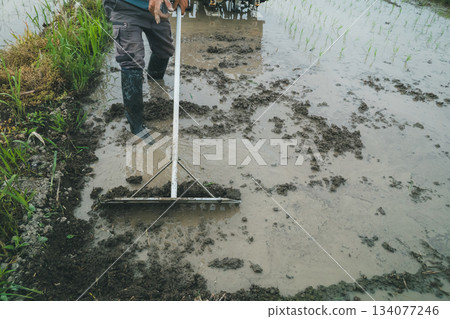 水稻種植 水稻 稻株栽培 134077246