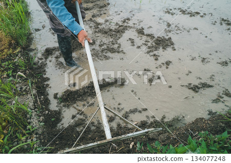 rice planting, paddy, rice crop 134077248