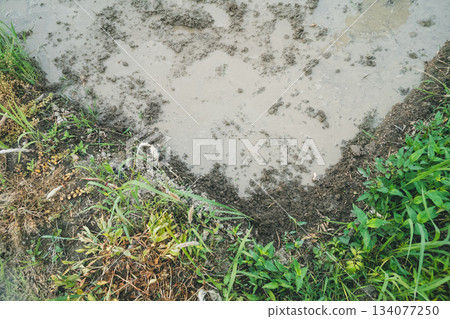 水稻種植 水稻 稻田 134077250