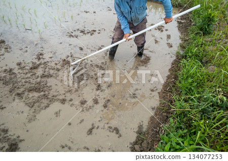 水稻種植 水稻 稻株栽培 134077253