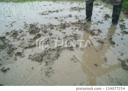 水稻種植 腳 腳下 134077254