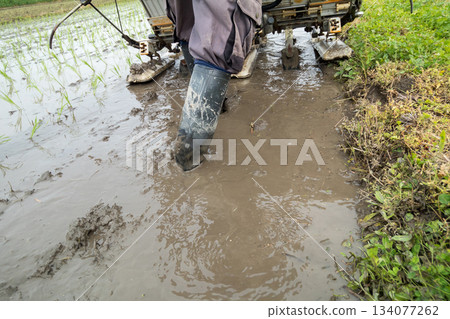 水稻種植 水稻插秧機 水稻 134077262