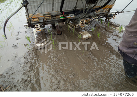 rice planting, rice transplanter, paddy 134077266