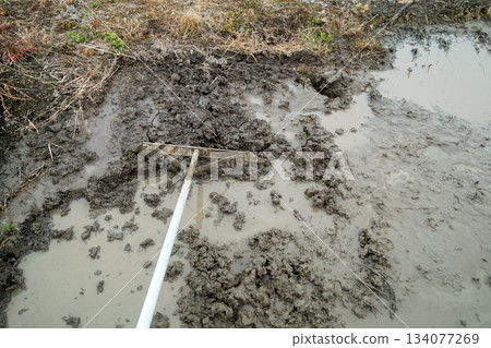 水稻種植 水稻 稻田 134077269