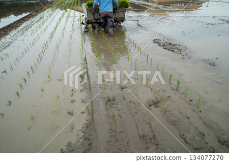 rice planting, paddy, farmer 134077270