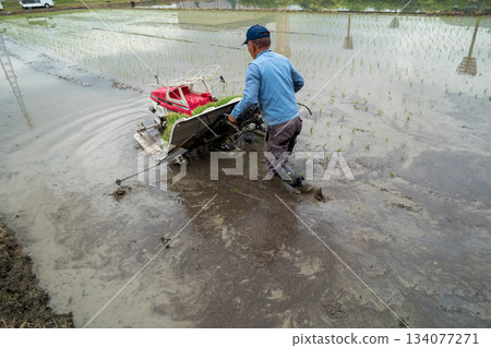水稻種植 水稻插秧機 水稻 134077271
