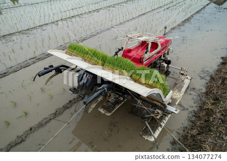 水稻種植 水稻插秧機 水稻 134077274