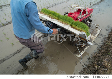 水稻種植 水稻插秧機 水稻 134077275