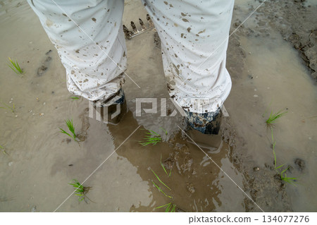rice planting, rubber boots, wellies 134077276