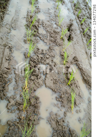 paddy, rice plant, paddy rice 134077298