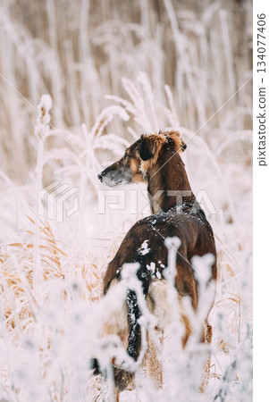 Hunting Sighthound Hortaya Borzaya Dog During Hare-hunting At Winter Day In Snowy Field Hunting Sighthound Hortaya Borzaya Dog During Hare-hunting At Winter Day In Snowy Field 134077406